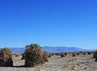 Death Valley - Devil's Corn