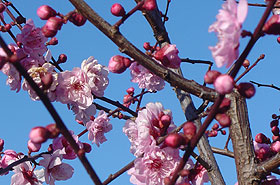 Cherry Blossom Festival – Japanese, San Francisco, CA