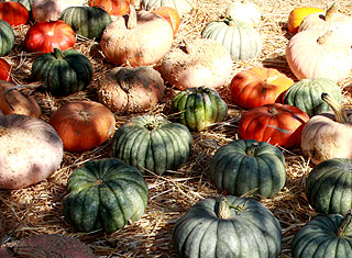 Lemos Farm, Half Moon Bay